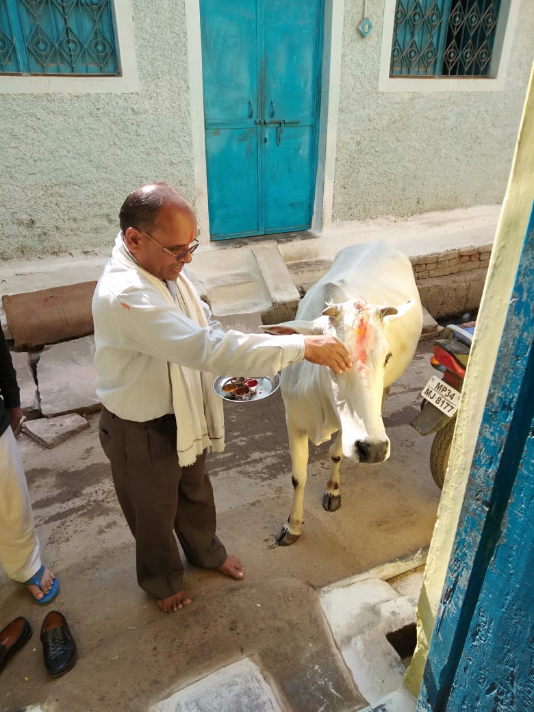 The Sacred Significance of Gau Mata in Hindu Dharma