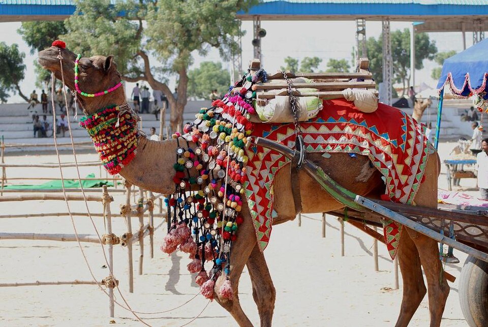 Pushkar Camel Fair and Kartik Snan — Rajasthan's Sacred Festival